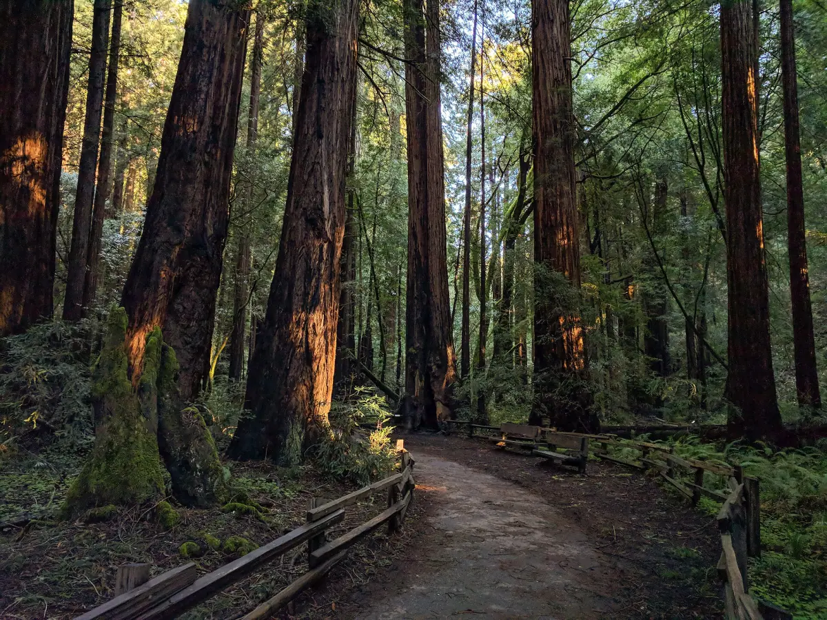 A trail through the redwoods of Muir Woods